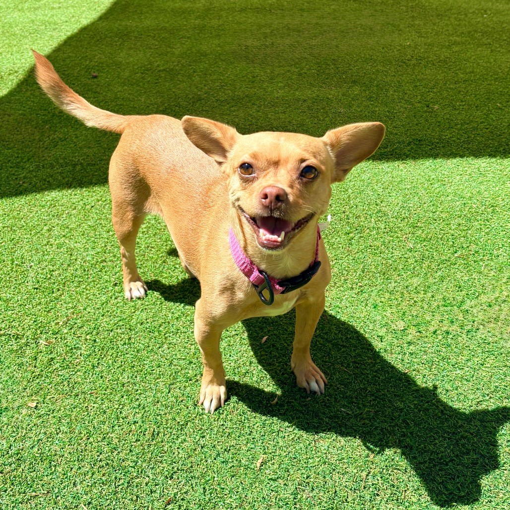 JOLENE - Mixed Breed (Small) for adoption in Las Cruces
