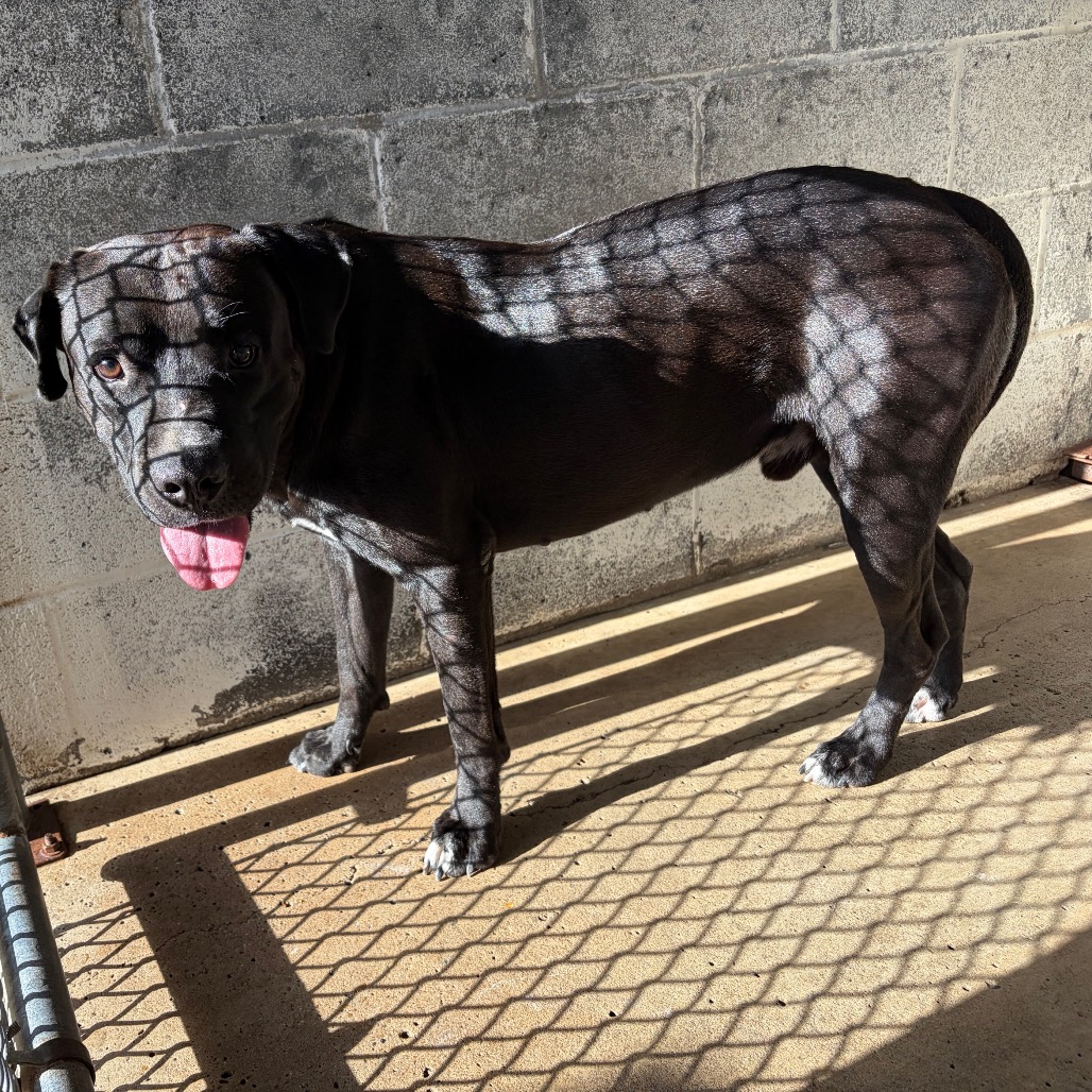 Drake, available for adoption at PVAS