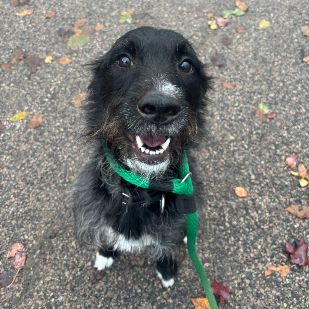 Max Man is available for adoption at ACCT Philly
