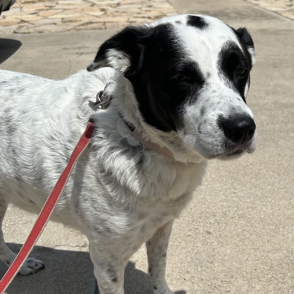 Lucie Lu, available for adoption at PVAS