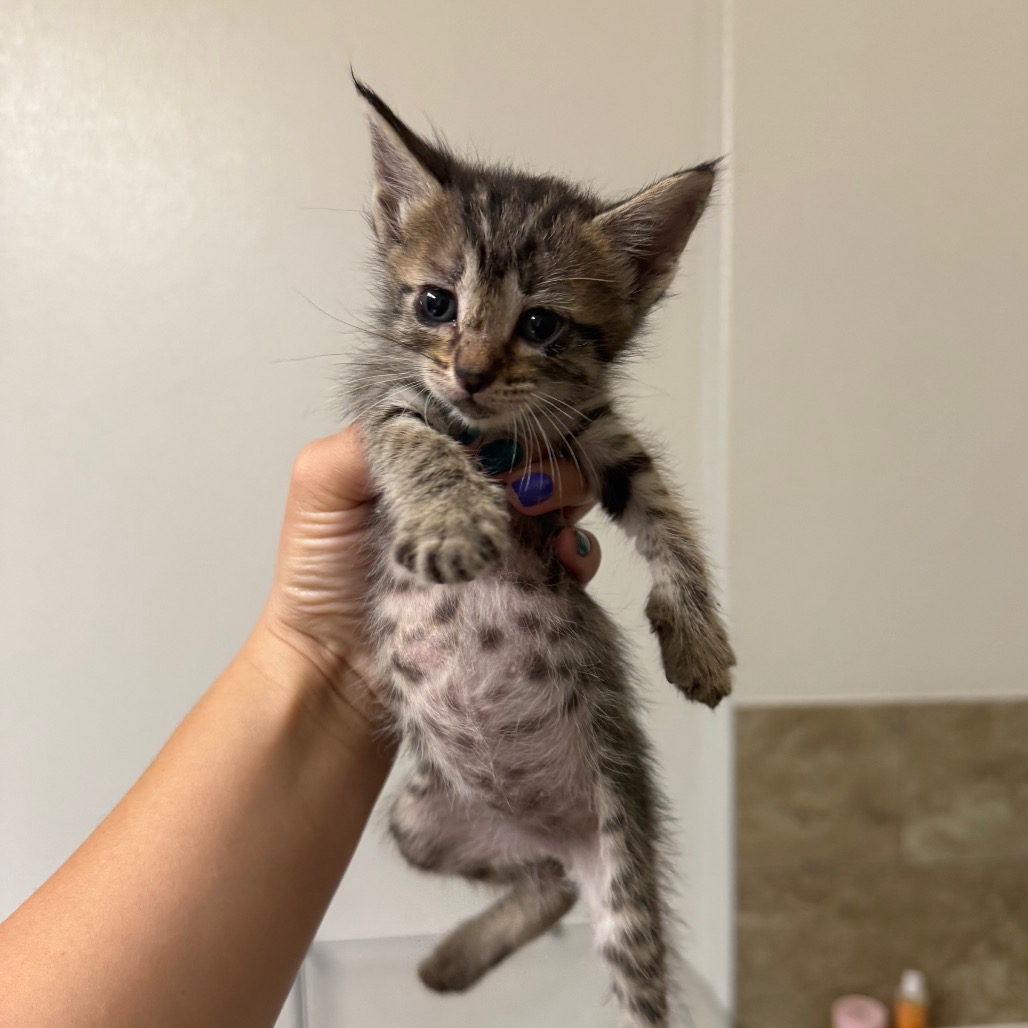 CASINO - Domestic Shorthair available for adoption