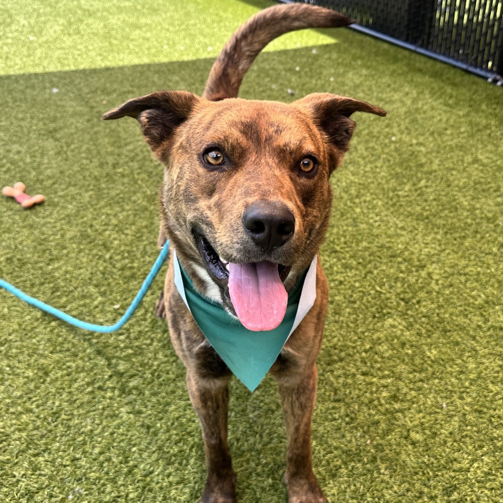 RYDER - Mixed Breed (Medium) available for adoption