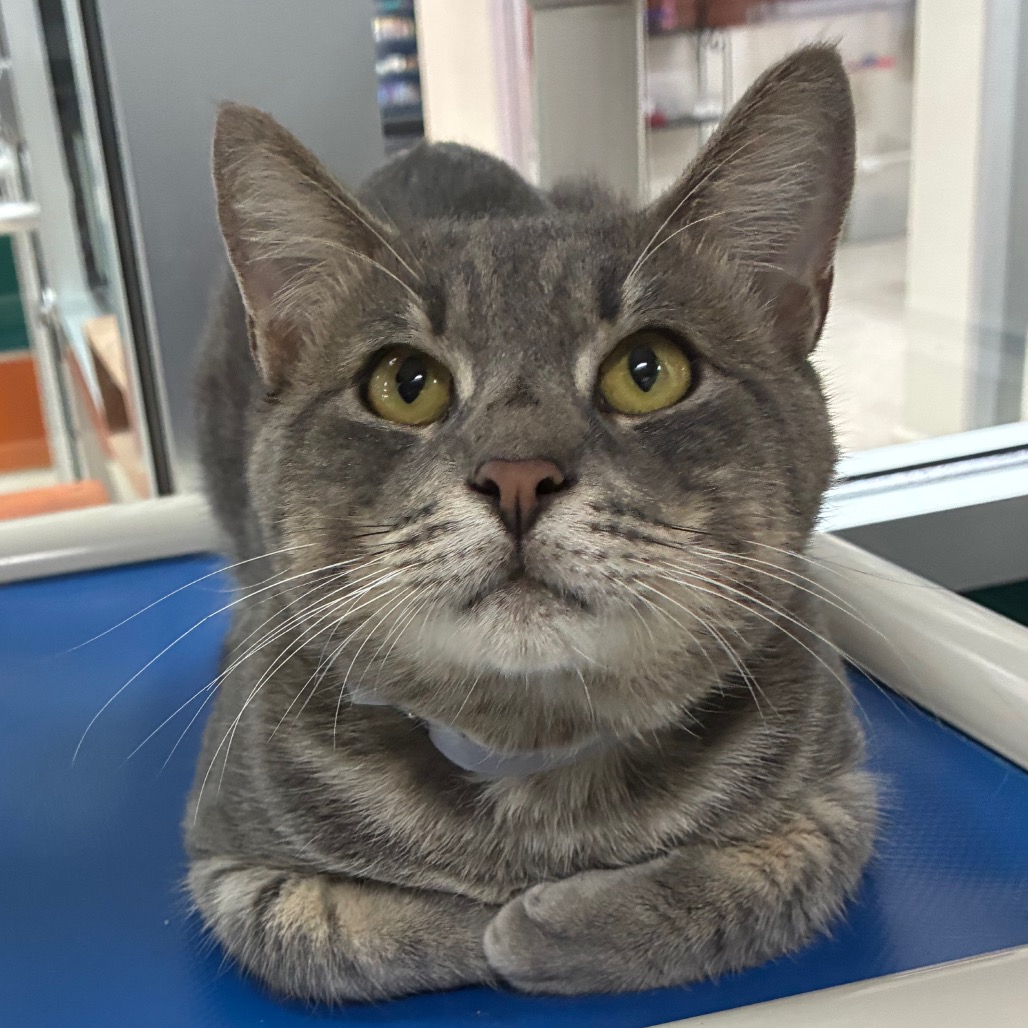 MUSI - Domestic Shorthair available for adoption