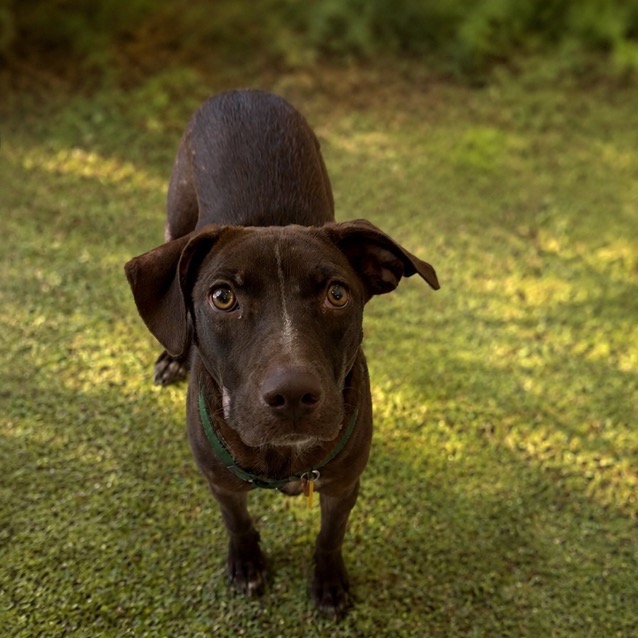 ASIA - Retriever / Chocolate Labrador available for adoption