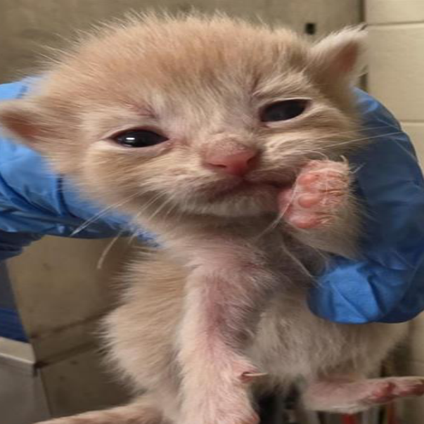 BOO - Domestic Shorthair available for adoption