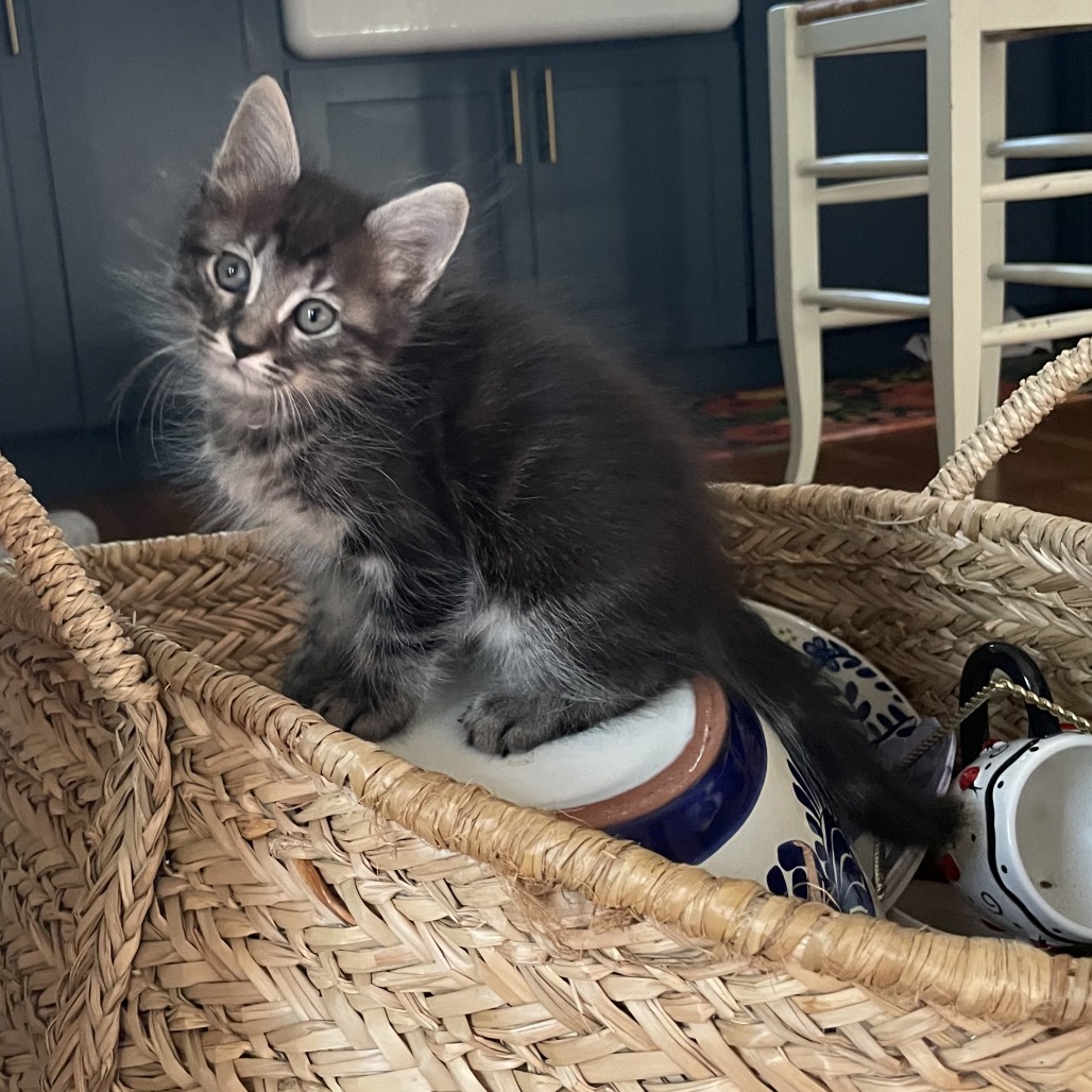 LULU - Domestic Medium Hair available for adoption