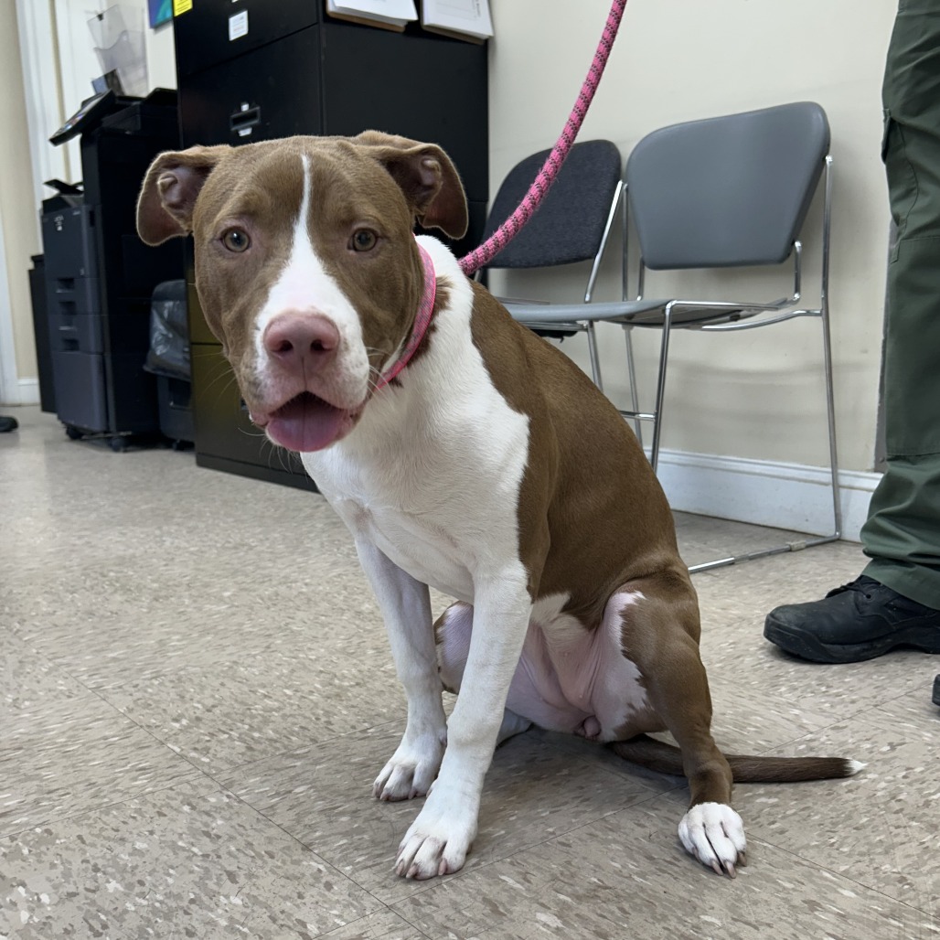 KIWI - Terrier / Pit Bull available for adoption