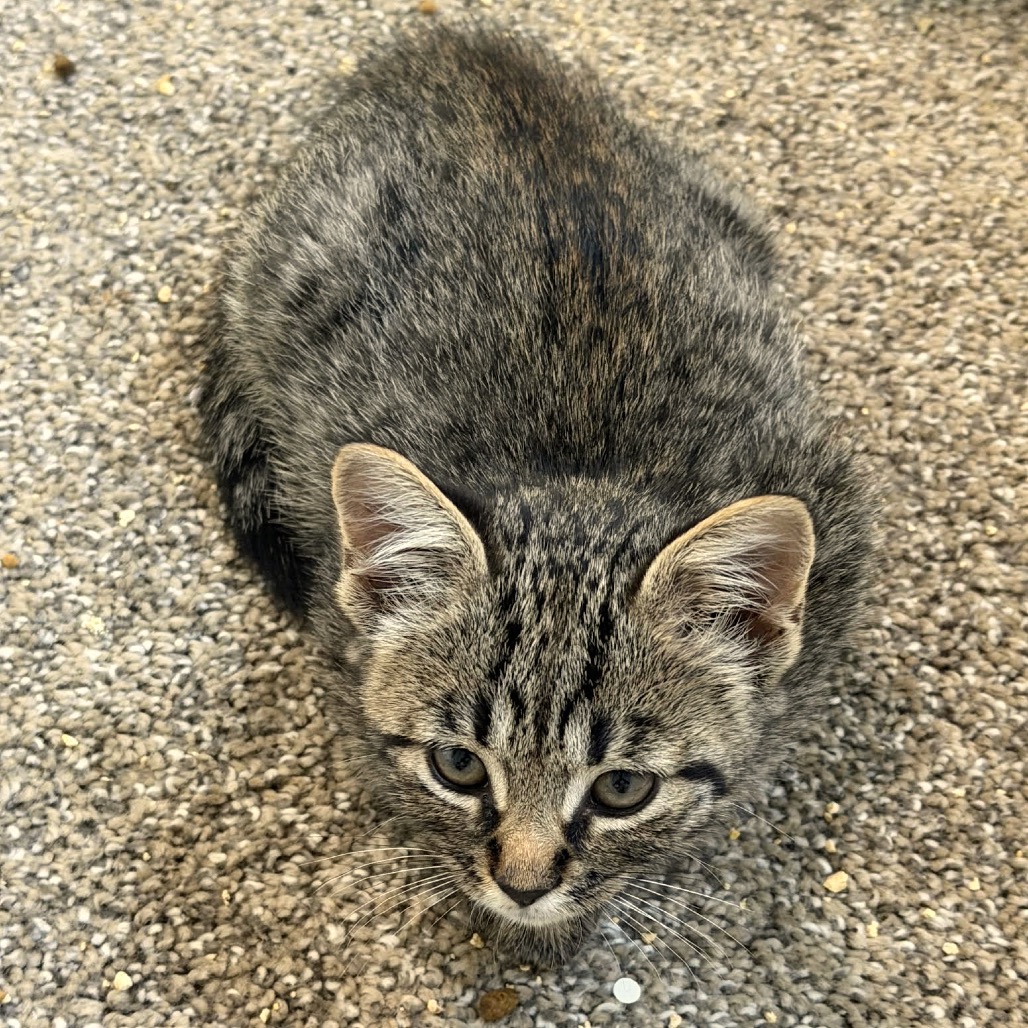 Meowly Cyrus C12280