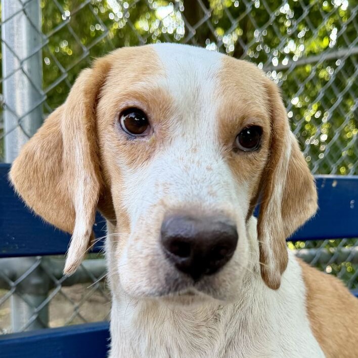 COPPER - Beagle / Mixed Breed (Medium) available for adoption