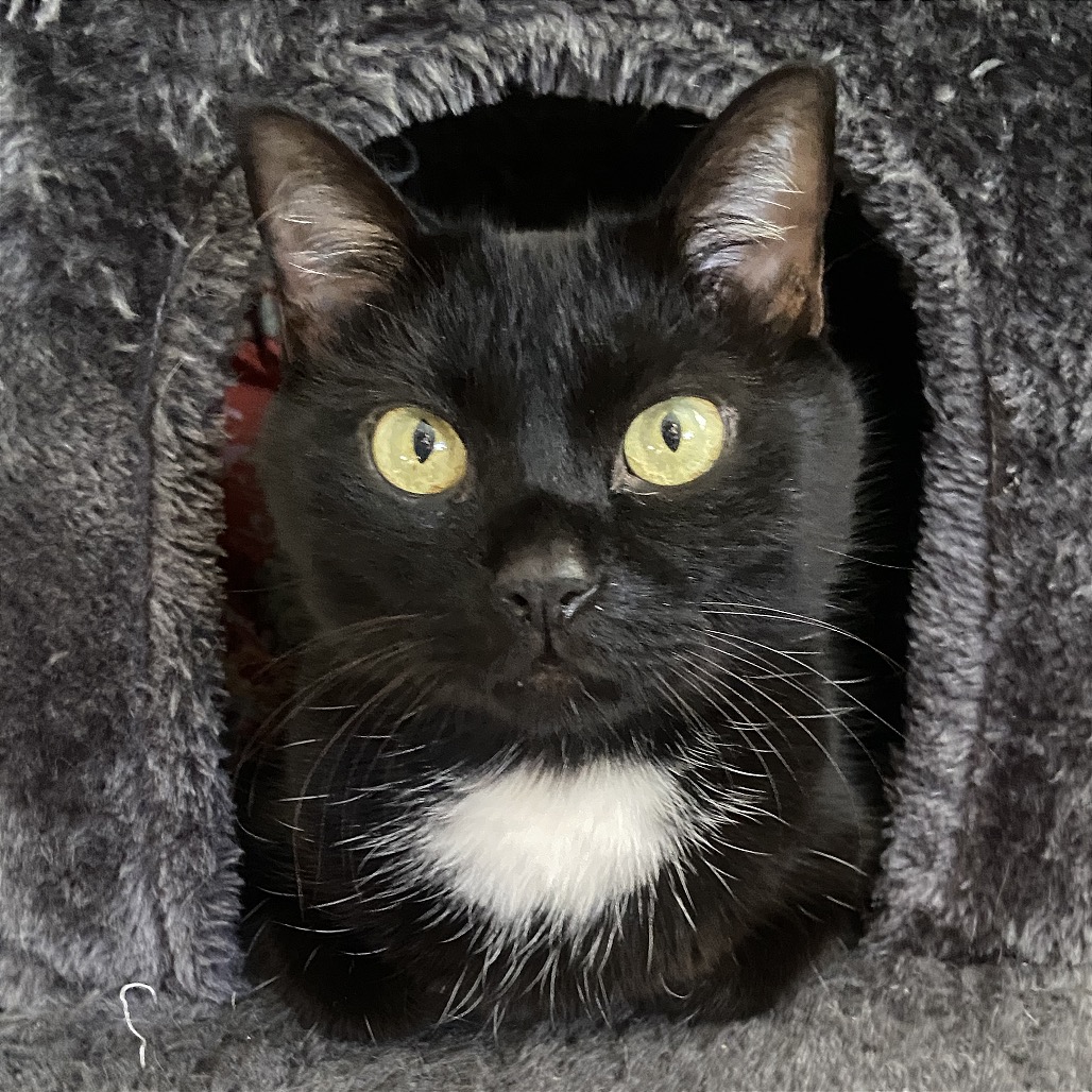 BEETLE JUICE - Domestic Shorthair available for adoption