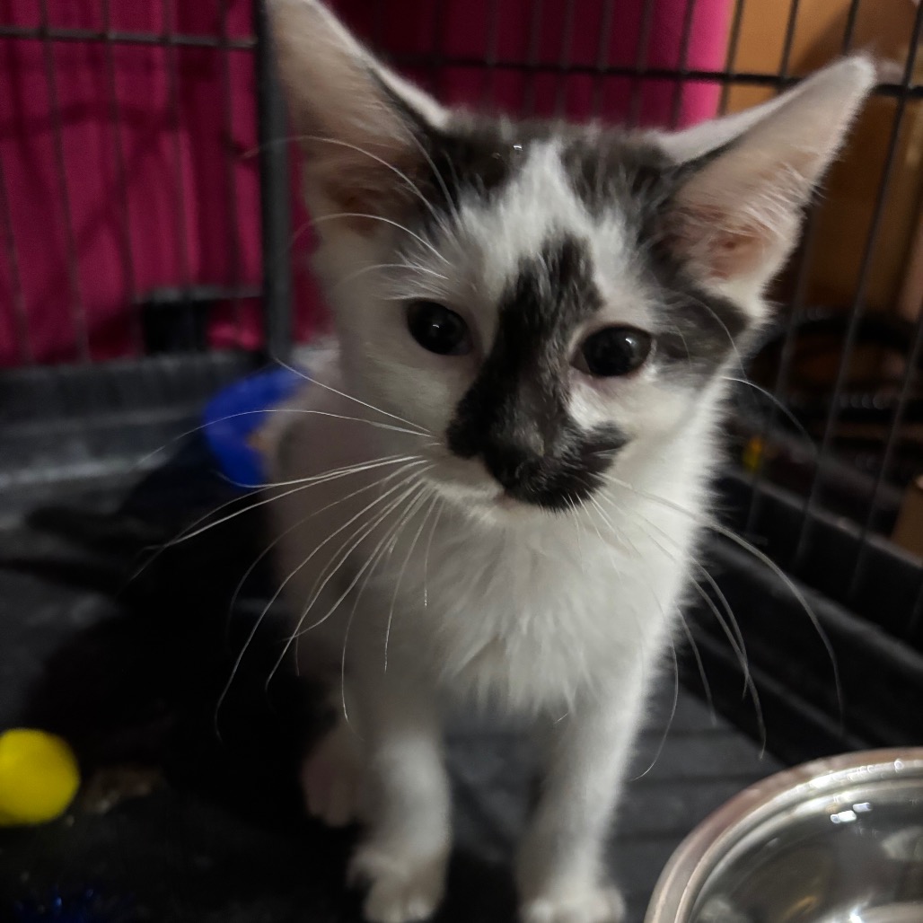 AQUAFINA - Domestic Medium Hair available for adoption