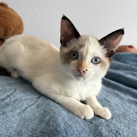 Animal named Dolly P.