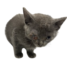 Tusc Stray 81372 2 3