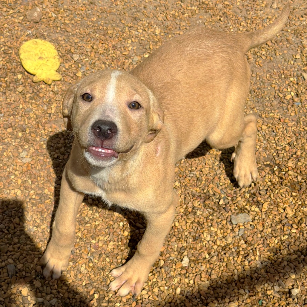 Fennec — thumbnail 4