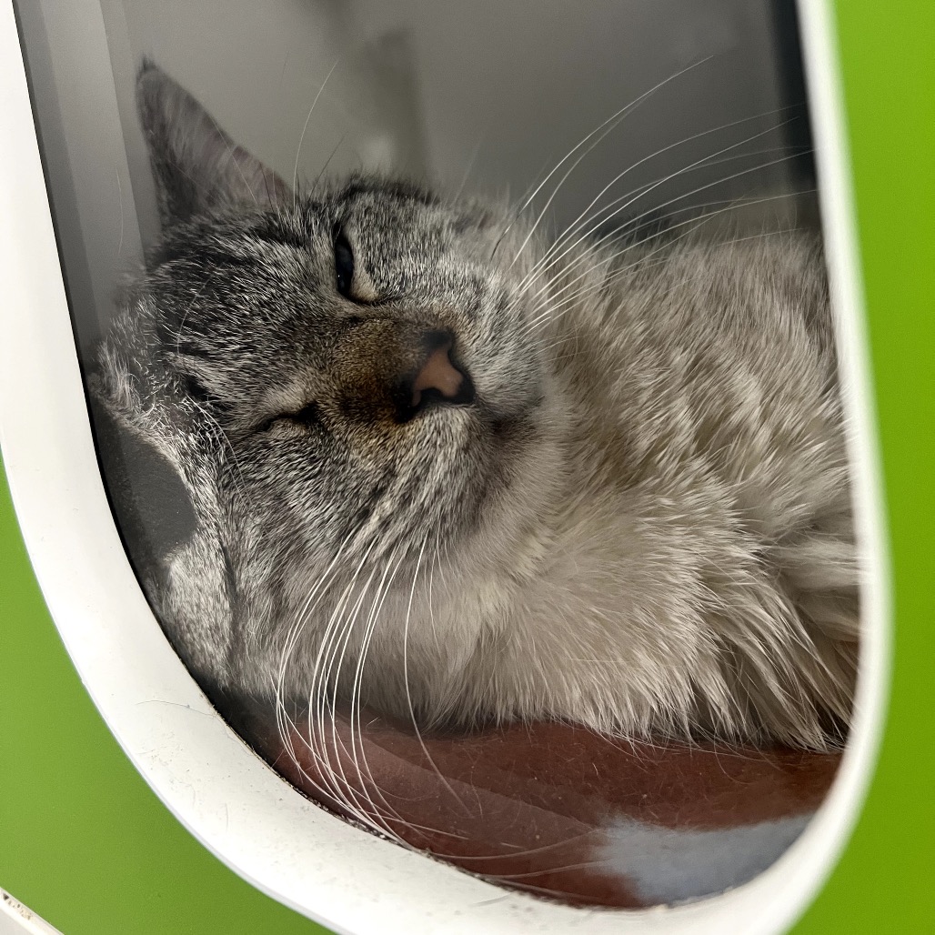 Milo, photo 10