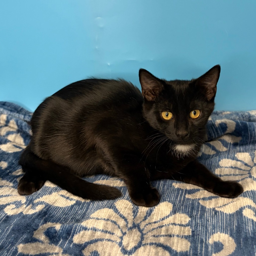 JETT - Domestic Shorthair available for adoption
