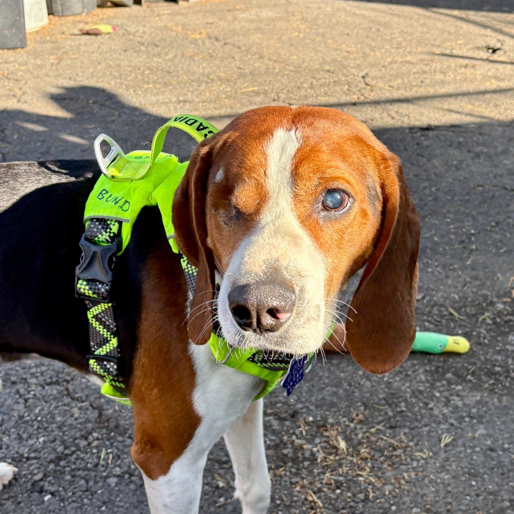 Chip, photo 7