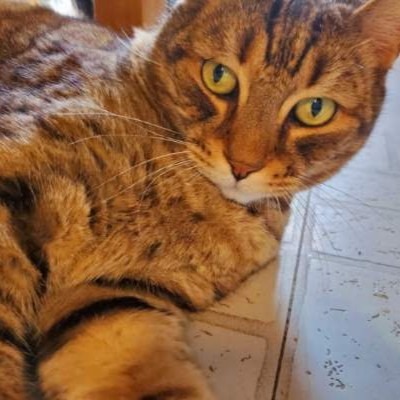 Tigger picture #7