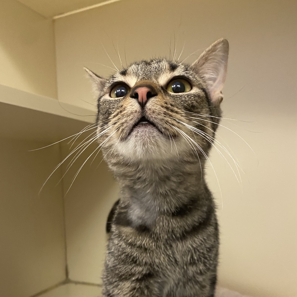 JOE - Domestic Shorthair available for adoption