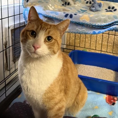 Charlie Cheeseburger: Male 48 Domestic Shorthair