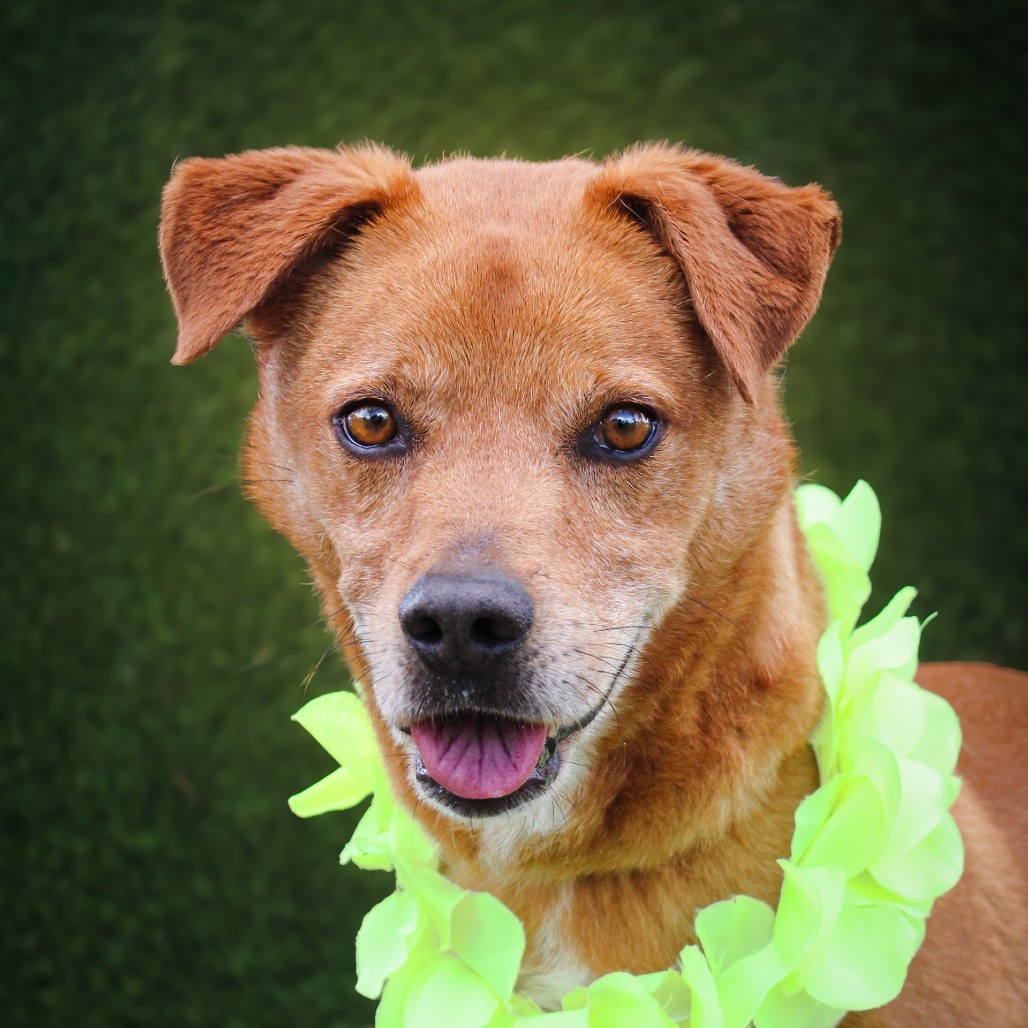 Dodge, an adoptable dog at SPCA-BC