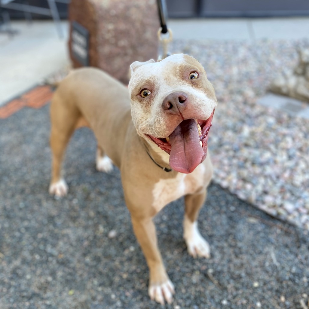 Koda