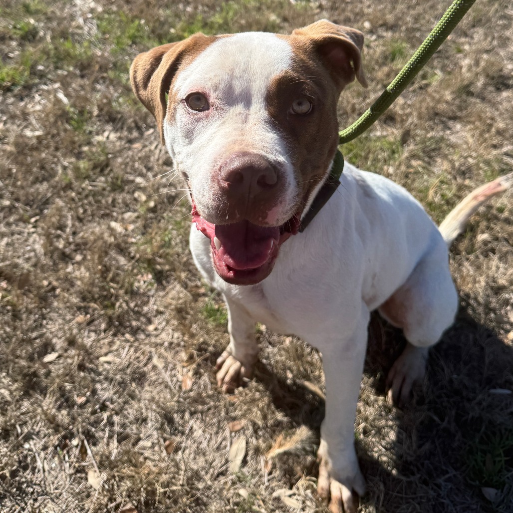 Seasmoke ("sch"-"moke")