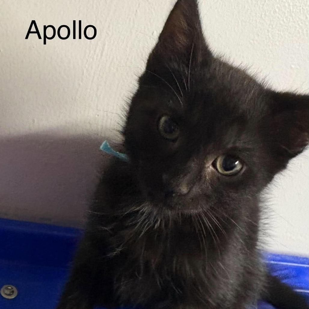 Apollo, photo 10
