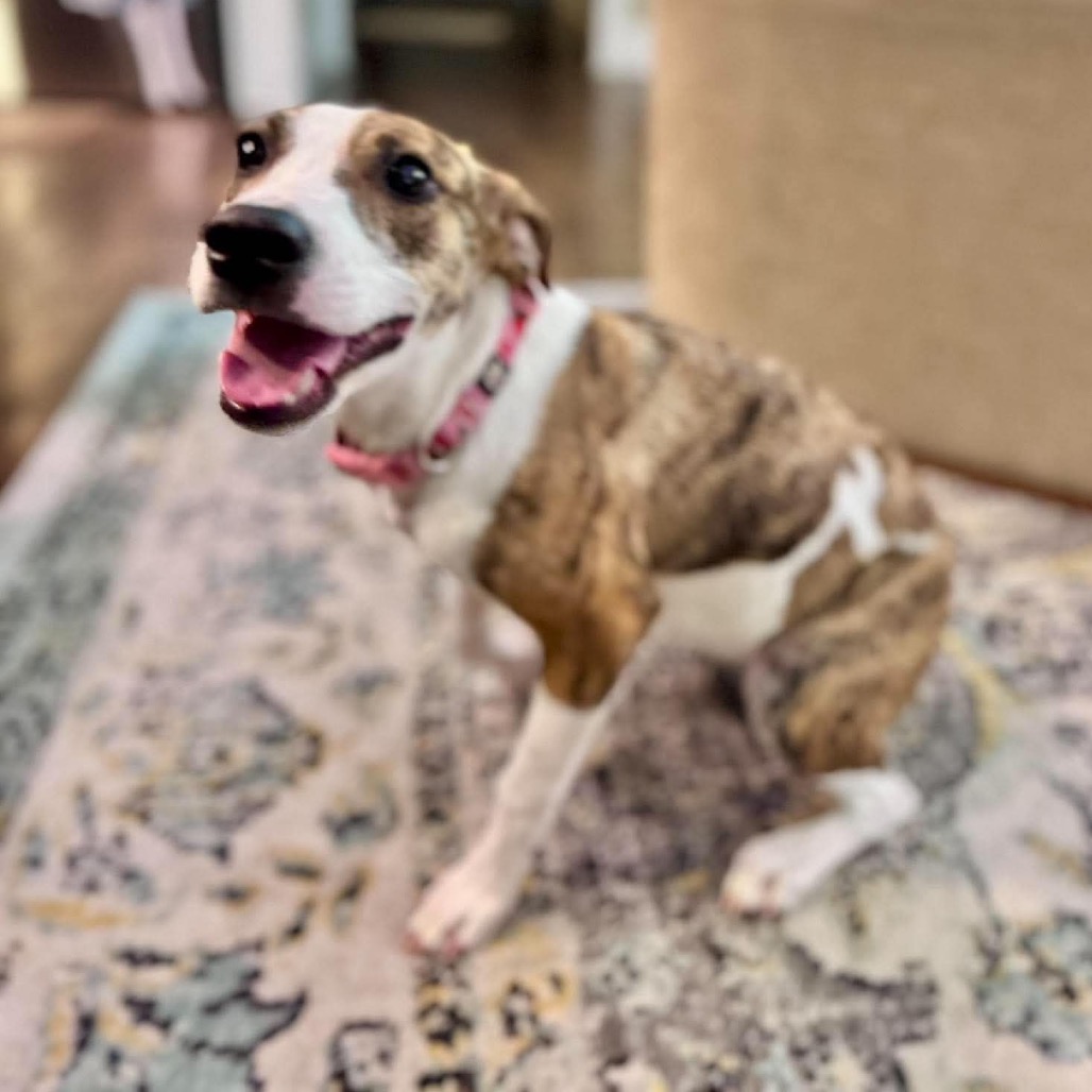 Betsy, an adoptable Hound/Mix