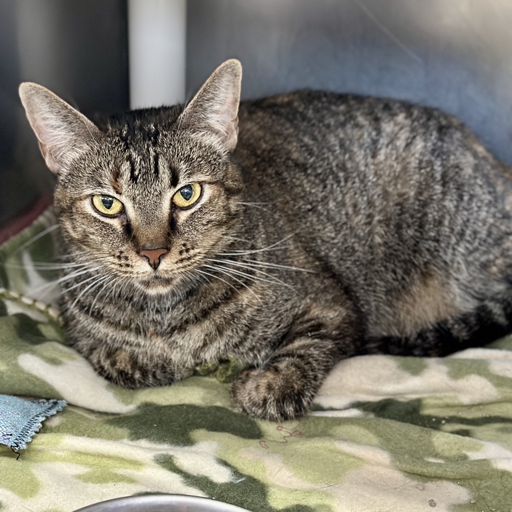 Sparklehoof — thumbnail 7