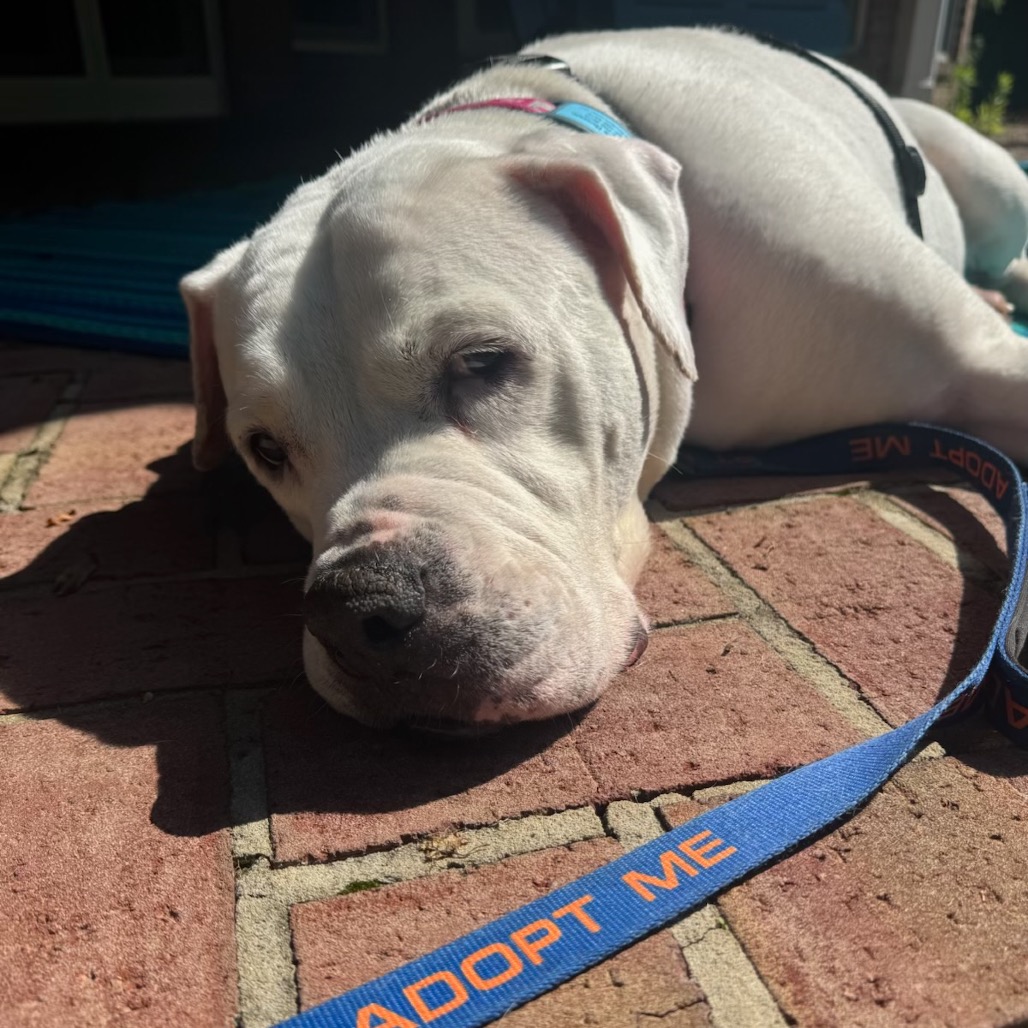 Marley, photo 27