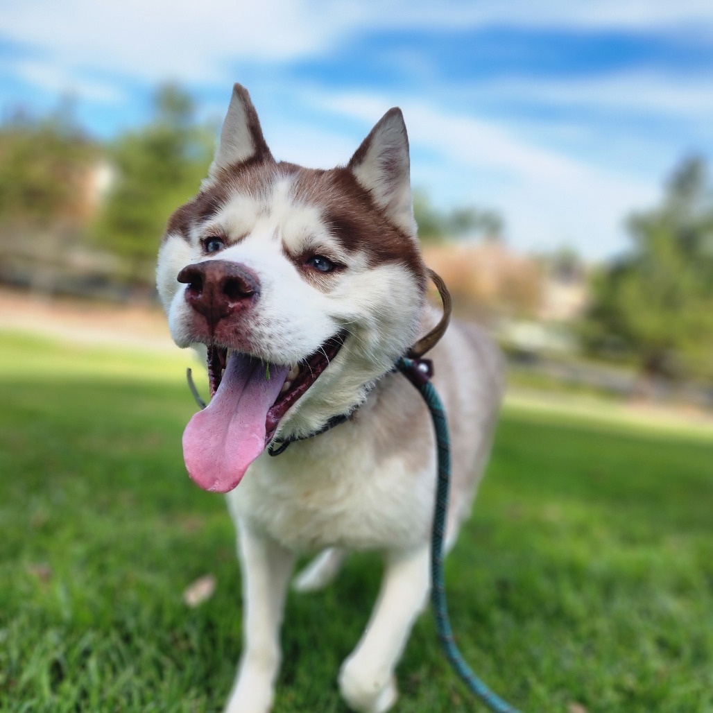 Apollo (C000-753) - Chino Hills Location, photo 8