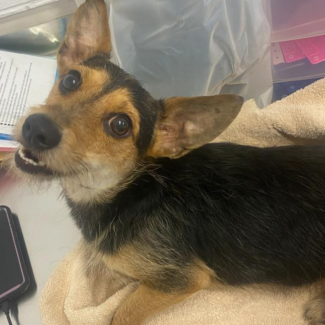 JALAPENO POPPER - Dachshund / Terrier, Yorkshire, Yorkie available for adoption