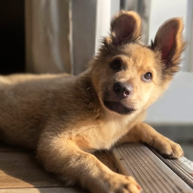 Close-up photo of Little Bear