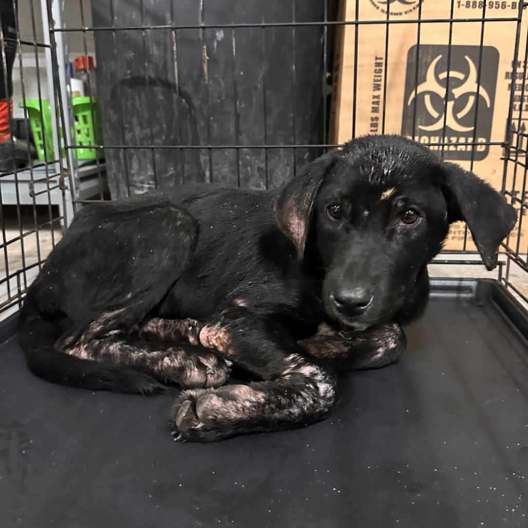 JOJO - Shepherd available for adoption