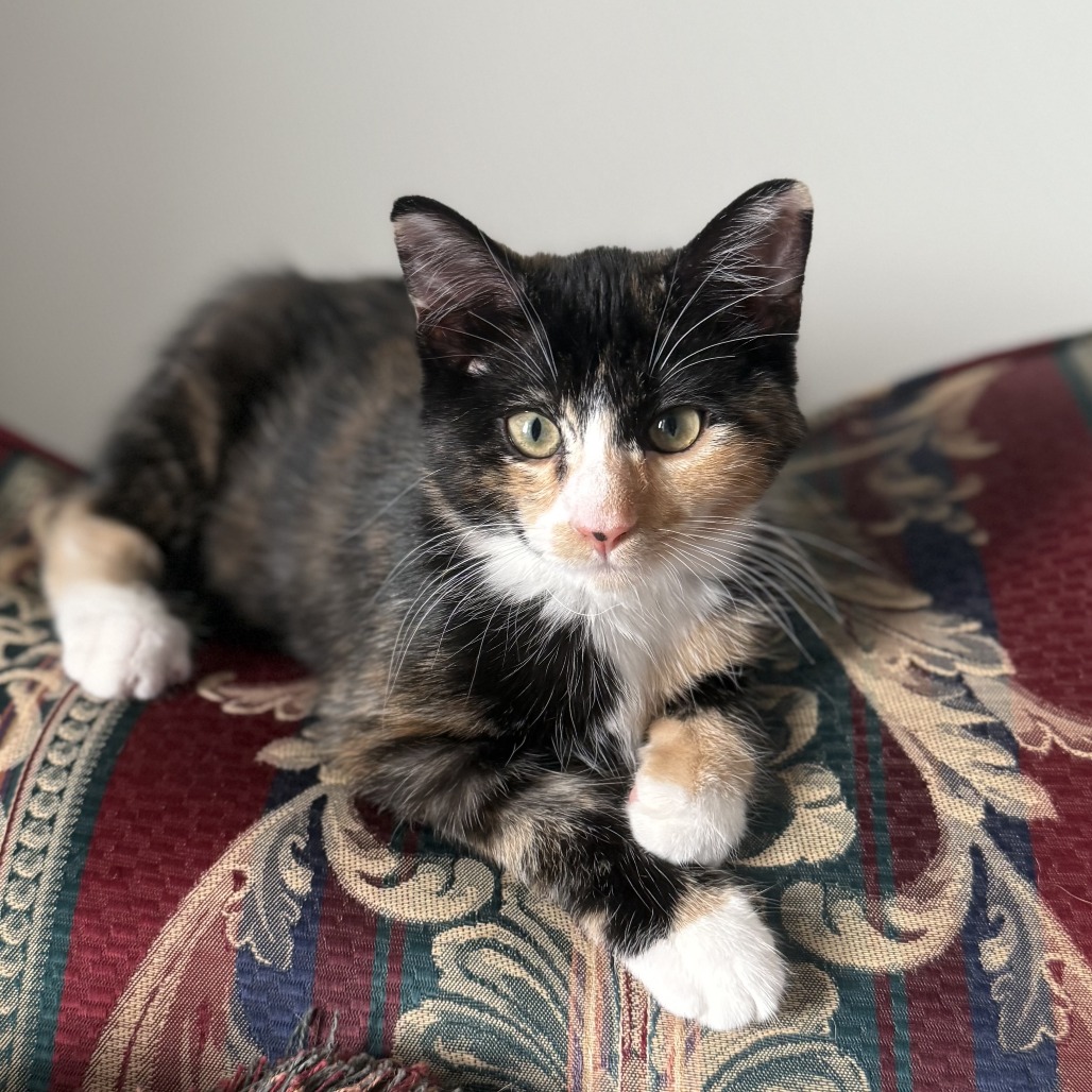 OPHELIA (BONDED WITH OZZIE) - Domestic Shorthair available for adoption