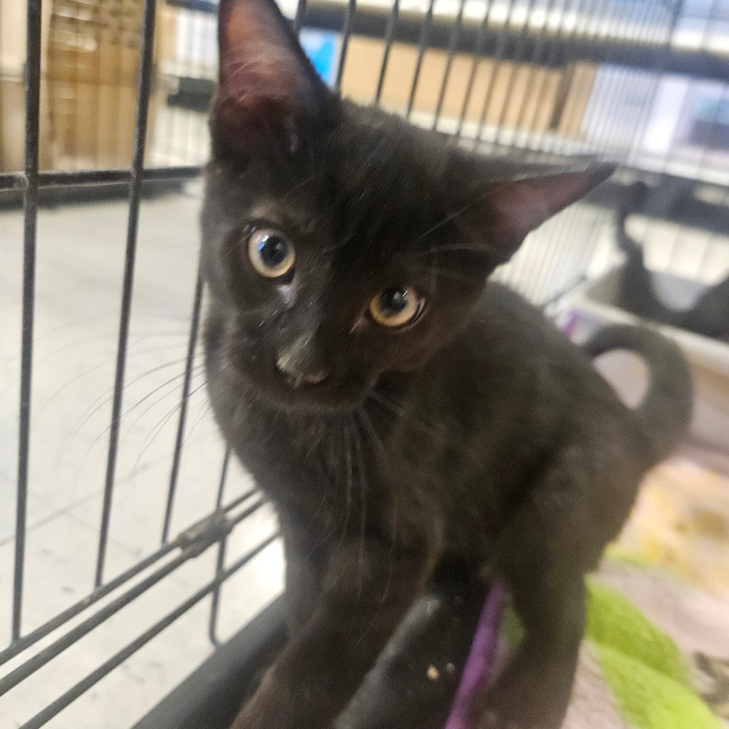 CRAIG - Domestic Shorthair available for adoption