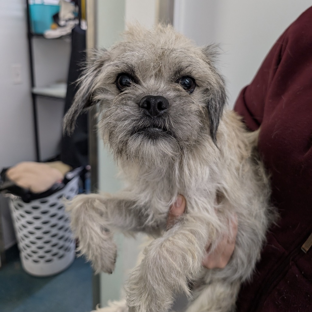 Pyrite — thumbnail 3