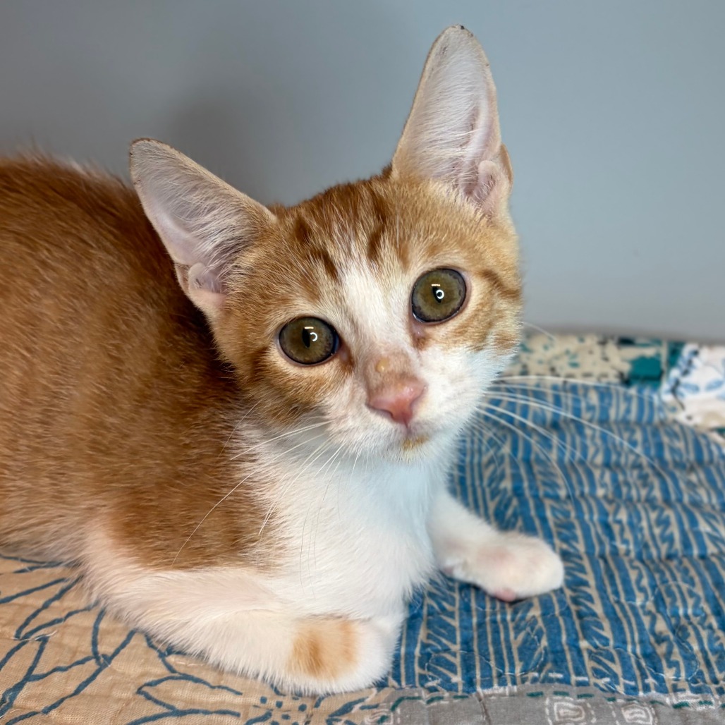 ORANGE BLOSSOM - Domestic Shorthair available for adoption