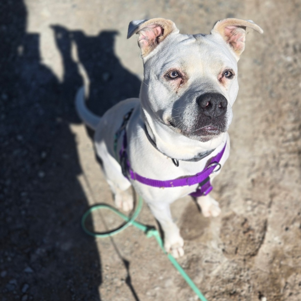Pickles, a white pit bull mix wearing a purple harness, looking up at the camera