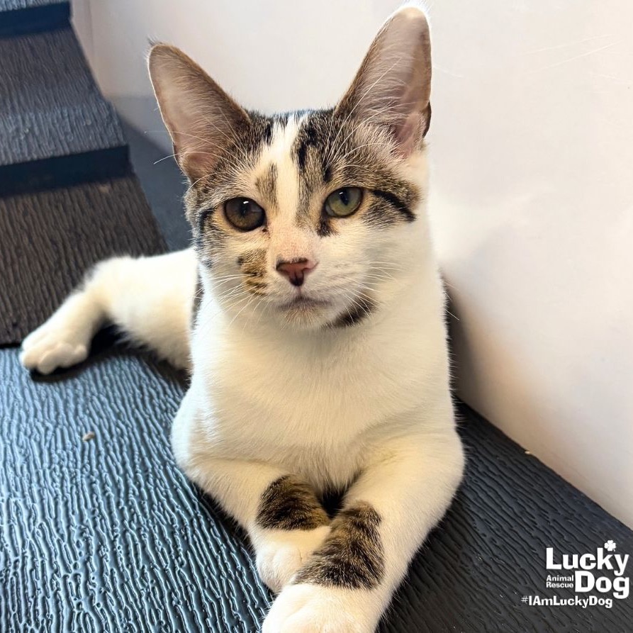 NIGEL - Domestic Shorthair available for adoption