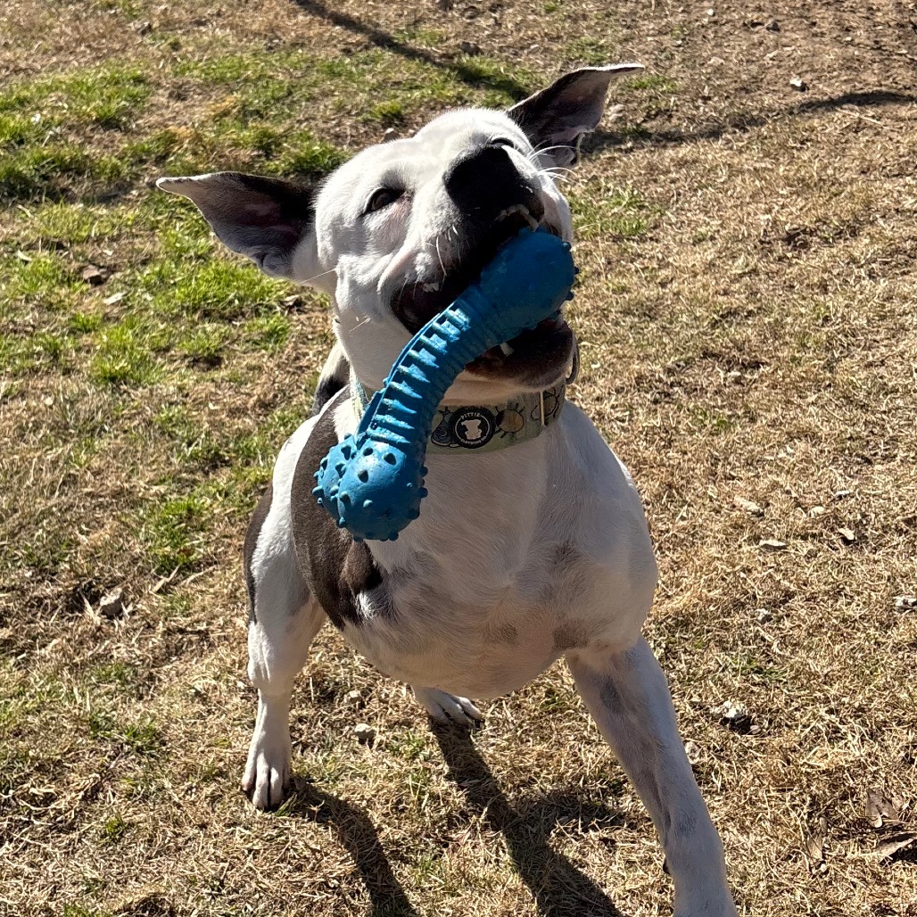 Skipper, photo 17