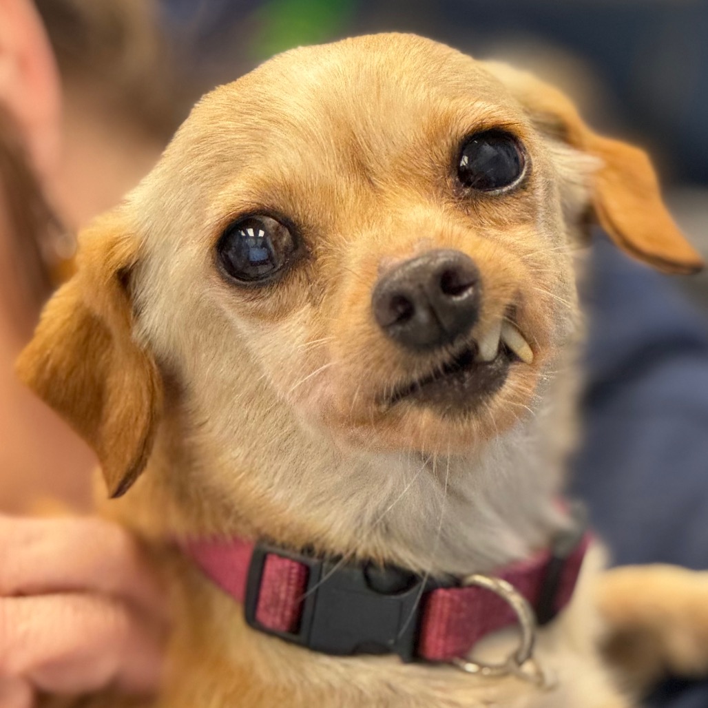 Boomerang, adoptable senior dog
