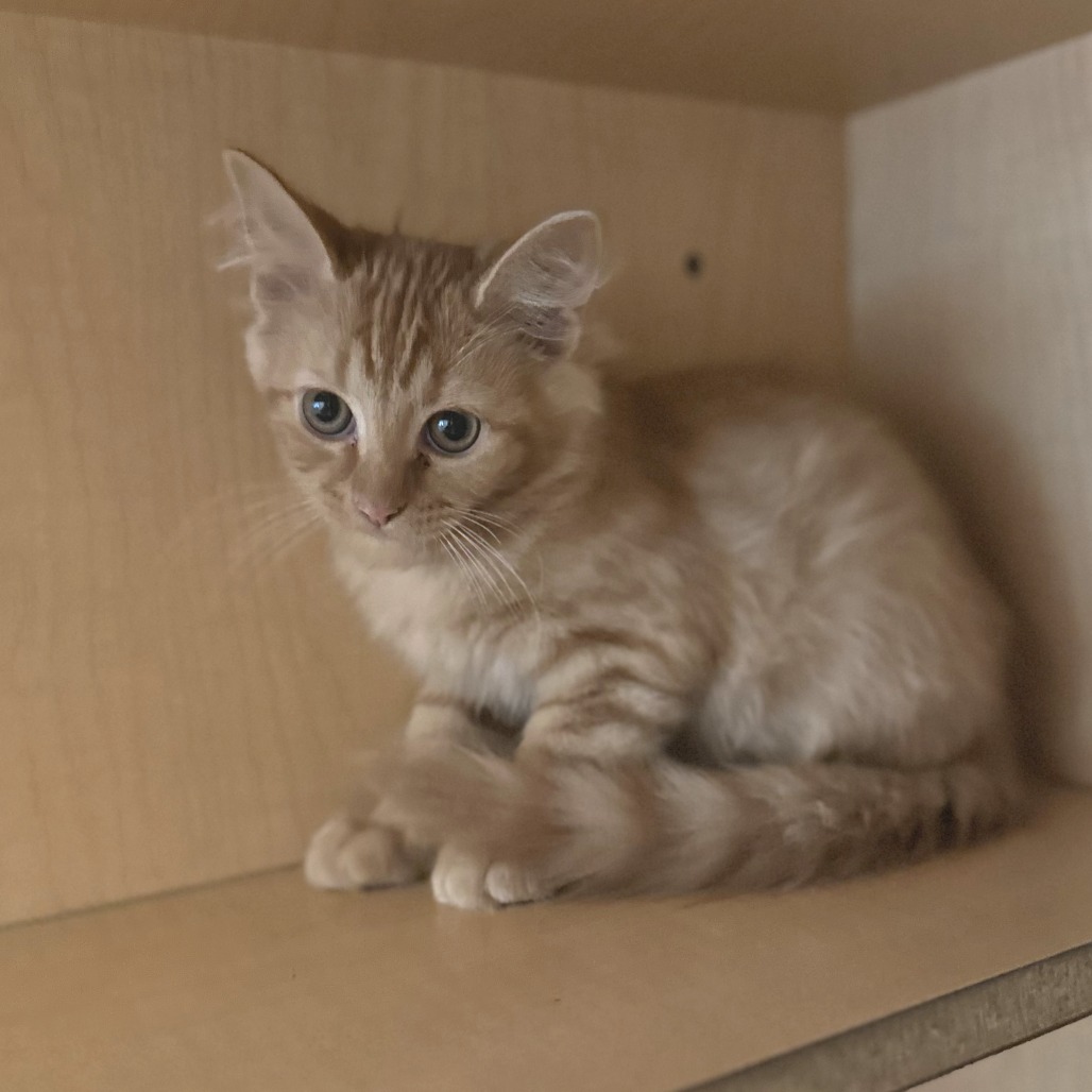 GOHAN - Domestic Medium Hair available for adoption