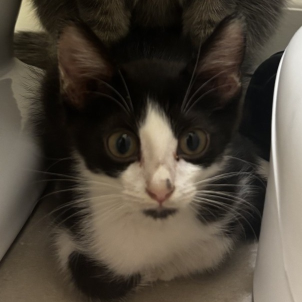 GREMLIN - Domestic Shorthair available for adoption