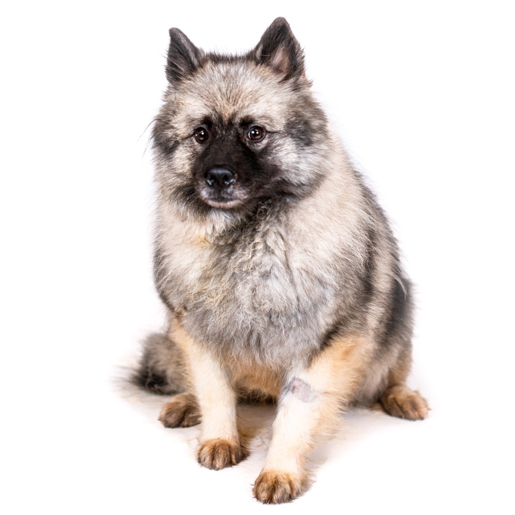 Keeshond