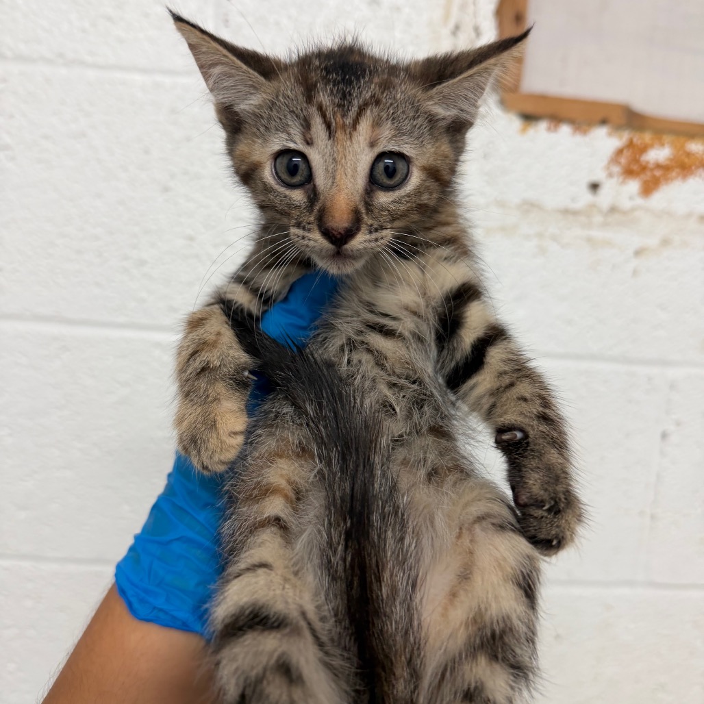 REVA - Domestic Shorthair available for adoption