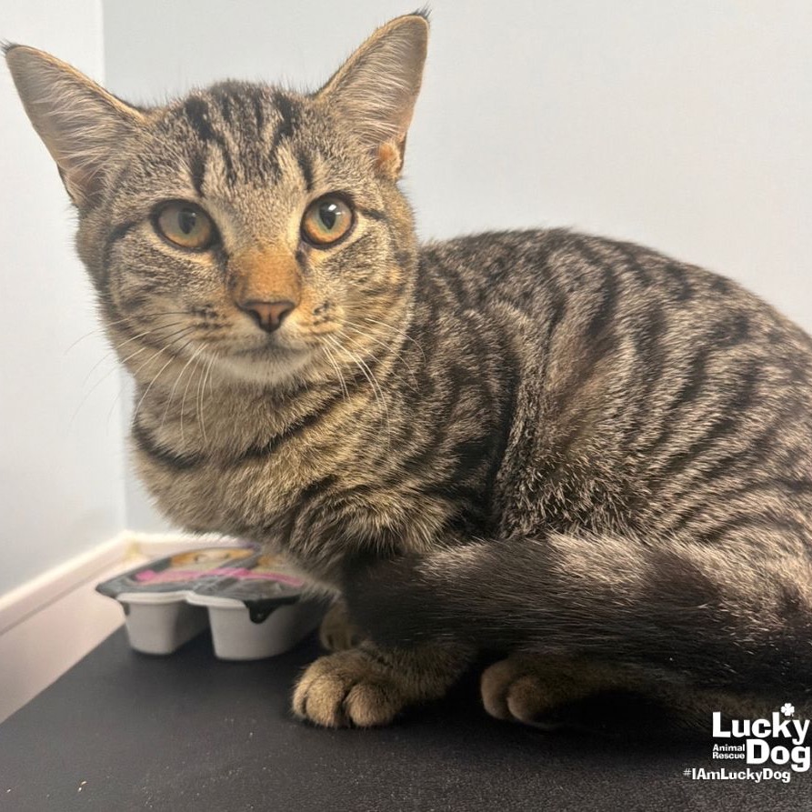 YUNA - Domestic Shorthair available for adoption