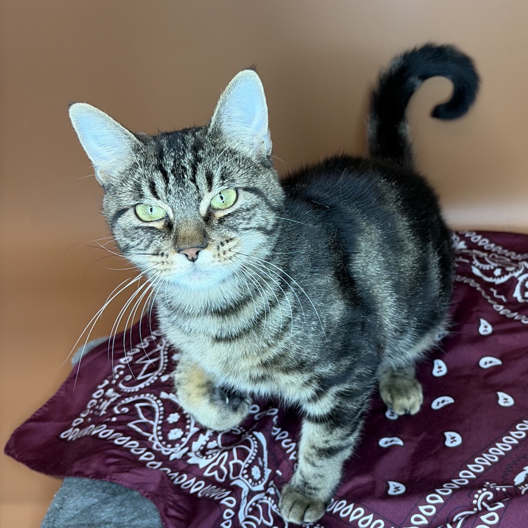 LITTLE ONE - Domestic Shorthair available for adoption
