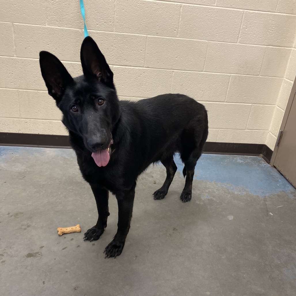 Dolsi — thumbnail 2